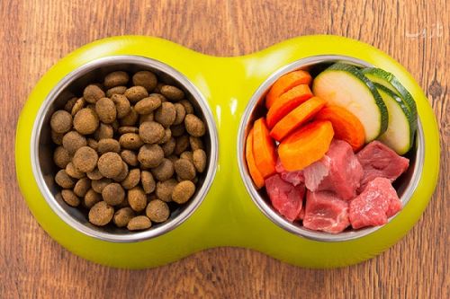 مضرترین غذاها برای سگ و گربه خانگی، تمام حیوانات خانگی