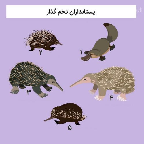 مقاله و دانستنی های پستانداران و پستانداران تخم گذار!+ تصاویر