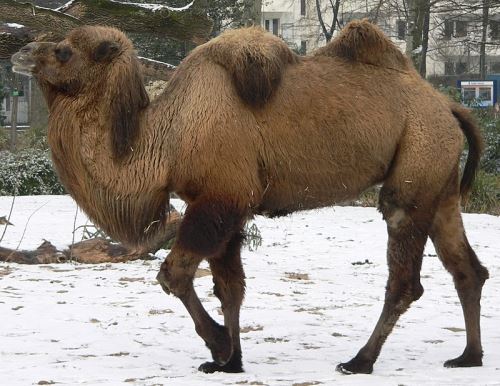 مقاله و دانستنی های پستانداران و پستانداران تخم گذار!+ تصاویر