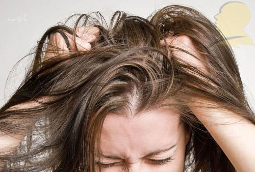 شپش چیست/ درمانهای دارویی و خانگی شپش +علائم آن