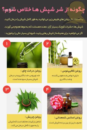 شپش چیست/ درمانهای دارویی و خانگی شپش +علائم آن
