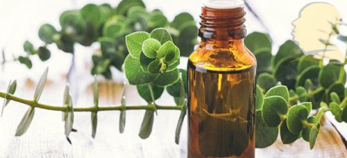 شپش چیست/ درمانهای دارویی و خانگی شپش +علائم آن