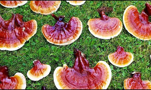 گیاه گانودرما چیست؟ 0 تا 100 گیاه معجزه قرن و اکسیر جوانی گیاه گانودرما چیست؟ 0 تا 100 گیاه معجزه قرن و اکسیر جوانی