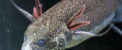 ماهی های جنجالی  کشف شده که بی آب زندگی می کنند! + عکس