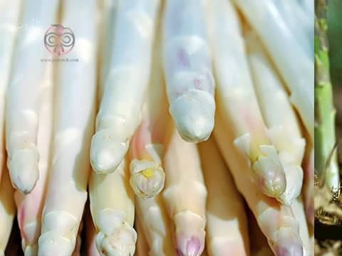گیاه مارچوبه و انواع آن، روش کاشت و نحوه خوردن مارچوبه