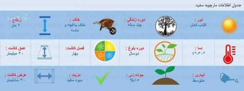 گیاه مارچوبه و انواع آن، روش کاشت و نحوه خوردن مارچوبه