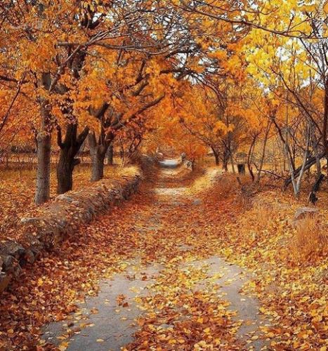 زیباترین اشعار و عکس نوشته های عاشقانه پاییز