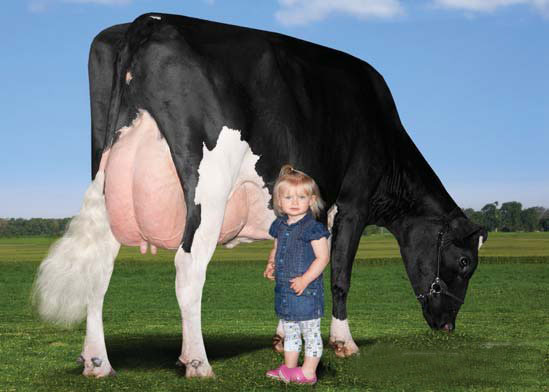 حقایق عجیب شیر گاو/ چرا تنها انسان بعد تولد هنوز هم شیر می خورد!
