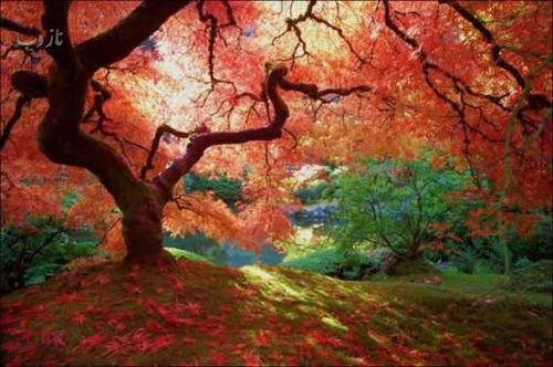 جملات سنگین پاییزی با عکس نوشته های زیبا و رمانتیک