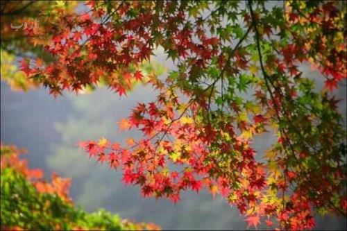 جملات سنگین پاییزی با عکس نوشته های زیبا و رمانتیک