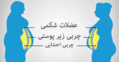 چربی احشایی چیست؟ انواع چربی های بدن از قهوه ای تا احشایی!
