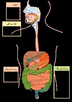 خون ریزی دستگاه گوارش چه علائمی دارد