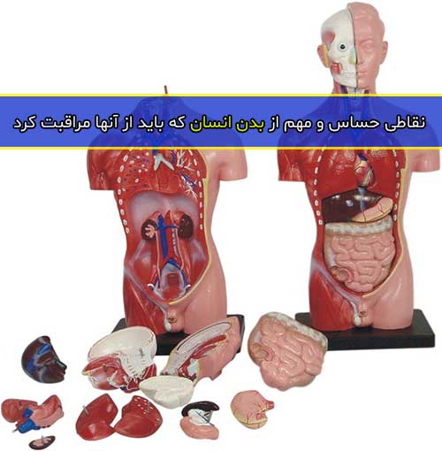 نقاطی حساس و مهم از بدن انسان که باید از آنها مراقبت کرد