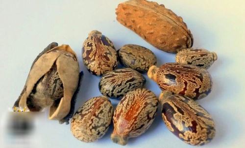 روغن های مالشی بدن، پوست و مو+ روغن های ماساژ