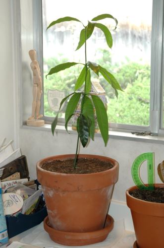 آموزش گام به گام کاشت هسته انبه در خانه