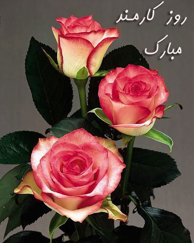 عکس نوشته های ادبی و طنز روز کارمند+ اشعار و جملات 4 شهریور