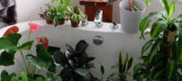 روشی عالی و مؤثر برای تمیز کردن و برق انداختن گیاهان خانگی
