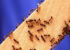 روش های خانگی و مؤثر برای مبارزه با مورچه در خانه