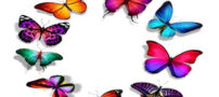 چرخه زندگی فوق العاده زیبا و جالب پروانه ها
