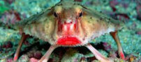 عجیب و زیباترین ماهی که لب هایش را پروتز کرده است!!+ تصاویر