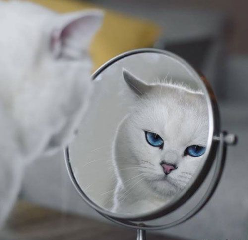 حیرت آورترین چشم های این گربه با فن پیج جنجالی اینستاگرام