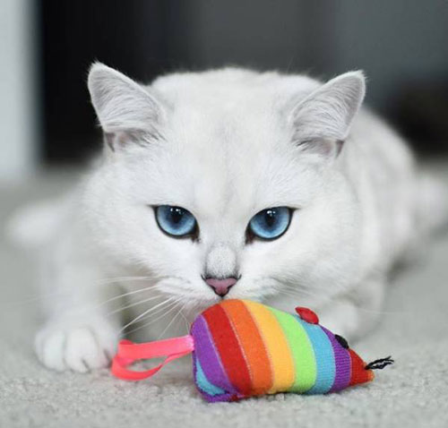 حیرت آورترین چشم های این گربه با فن پیج جنجالی اینستاگرام