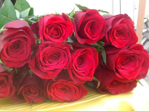 آموزش کاشت گل رز هلندی و ایرانی در خانه