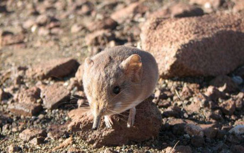 عجایب و دانستنی های جالب جنسی در دنیای حیوانات