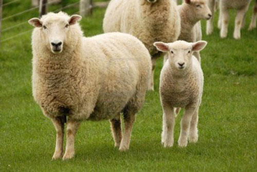 عجایب و دانستنی های جالب جنسی در دنیای حیوانات