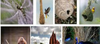 تحقیق لانه و آشیانه های زیبا و حیرت انگیز حیوانات معمار+ تصاویر