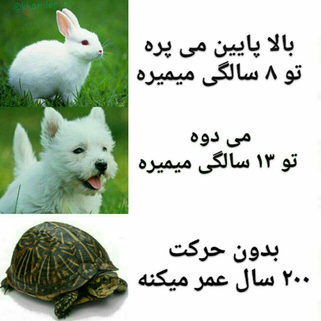 عکس و خلاقیت های دیدنی و خنده دار جدید