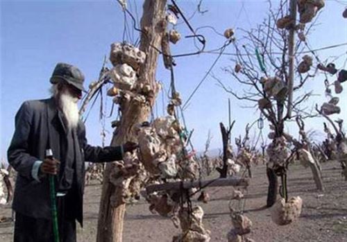 جاذبه های گردشگری عجیب و ناشناخته ایران +تصاویر