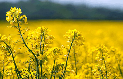 دلیل برتری و خواص شگفت انگیز طلای طبیعت، روغن کلزا