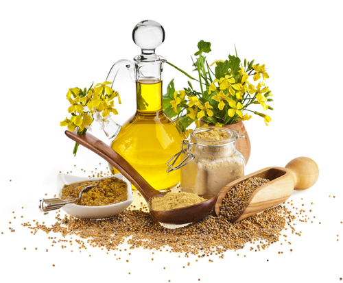 دلیل برتری و خواص شگفت انگیز طلای طبیعت، روغن کلزا