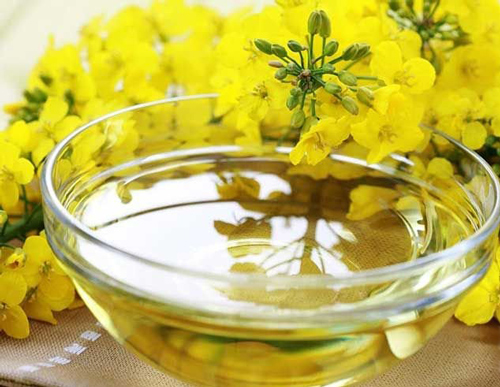 دلیل برتری و خواص شگفت انگیز طلای طبیعت، روغن کلزا