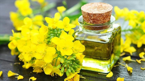 دلیل برتری و خواص شگفت انگیز طلای طبیعت، روغن کلزا