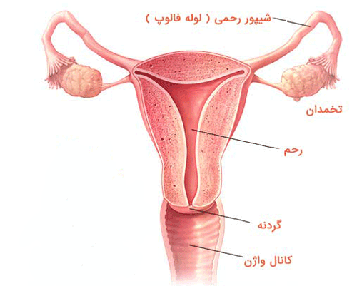 مراقبت های گام به گام واژن پس از زایمان+ انواع پارگی پرینه