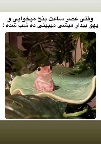 جدیدترین عکس های فان و خنده دار تابستانی