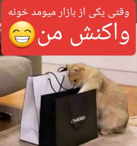 جدیدترین عکس های فان و خنده دار تابستانی