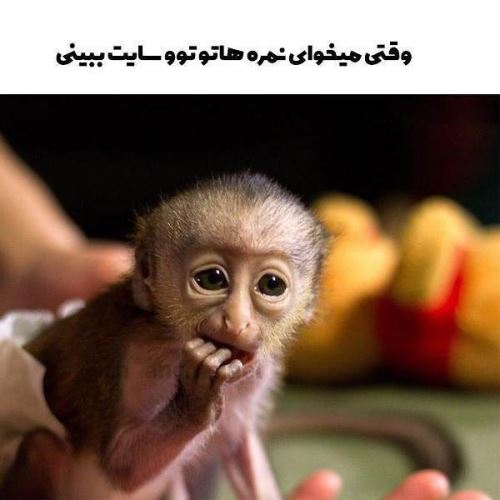 جدیدترین عکس های فان و خنده دار تابستانی