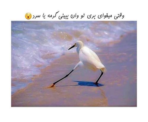 جدیدترین عکس های فان و خنده دار تابستانی