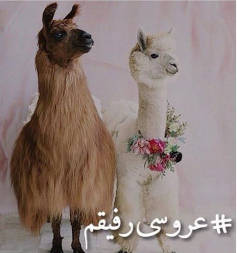 جدیدترین عکس های فان و خنده دار تابستانی