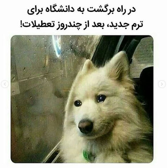 عکس های خنده دار جدید اینستاگرامی برای استوری کردن