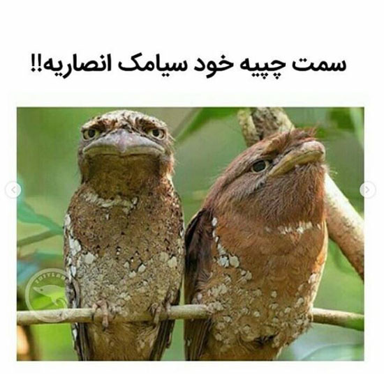 عکس های خنده دار جدید اینستاگرامی برای استوری کردن