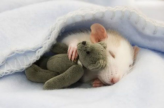 دیدن خواب موش و تعبیر دقیق موش دیدن در خواب