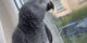 شکایت از طوطی بددهن فحاش و دستگیری طوطی توسط پلیس+ عکس
