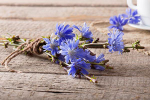 خواص دارویی عرق کاسنی و تاثیرات آن بر اعضای بدن