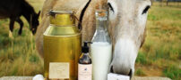 خواص شیر خر | خاصیت تغذیه ای و سلامتی شیر الاغ