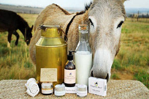 خواص شیر خر | خاصیت تغذیه ای و سلامتی شیر الاغ خواص شیر خر | خاصیت تغذیه ای و سلامتی شیر الاغ