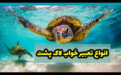 تعبیر خواب لاک پشت؛ تعابیر دیدن خواب لاک پشت تعبیر خواب لاک پشت؛ تعابیر دیدن خواب لاک پشت